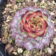 피핀바위솔 S 다육식물 플랜테리어 홈가드닝 공기정화식물, 1개, 단일