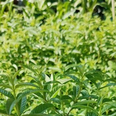 【可食用香草植物】檸檬馬鞭草 料理香草植栽：泡茶、入菜 打造陽台花園, 3-4吋盆