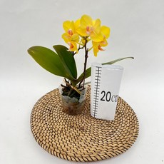 서양란 호접란 골든킹 쌍대 노란꽃 무배 화초 다이노플라워, 1개