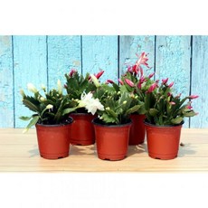 크리스마스 장식용 공기정화 다육식물 1+1 게발선인장