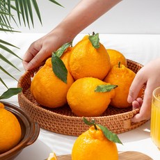 [미식한가] 새콤달콤 맛이다르다 노지 한라봉, 1박스, 5kg