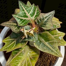 【布楚禮】彩葉麒麟 世界樹系列 061