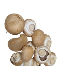 흰색양송이 /갈색양송이 1kg외, 1개, 갈색양송이파지 2kg