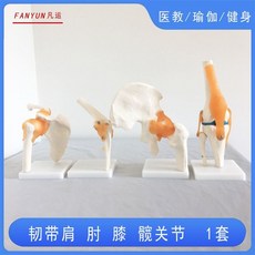 人體膝關節模型功能肩肘手腳髖可動骨骼醫學骨架六大關節人體骨骼模型, 韌帶 肩 肘 膝 髖關節 四個   1套, 1個