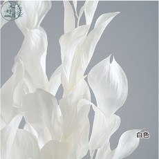 大好屋 永生玉竹葉 永生桔葉 捧花配花材 葉材 網美拍照 室內裝飾, 玉竹葉【白色】大束