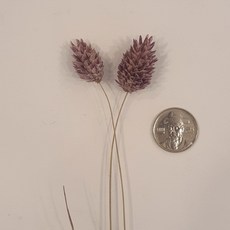 밍블랑 셀프인테리어 디퓨저재료 모음 DIY 디퓨저 공병 섬유스틱 리필오일 디퓨저스틱, 1개, 포아플란츠 빈티지 바이올렛(2줄기)