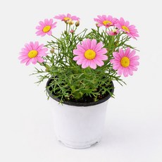갑조네 목마가렛 화분 모종 나무 외목대 봄꽃 마가렛, 1개, 분홍