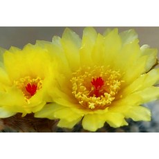 팅커벨 소정, 1개