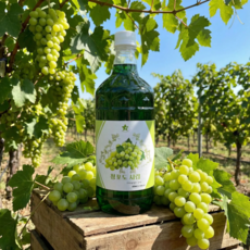 별코리아 계속 찾는 아이스티 원액 아이스티 시럽 1L 1개, 6청포도 아이스티