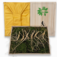 국산 산양삼 6년근 지리산 장뇌삼 설 추석 명절 선물세트 천산삼, 10g, 10개