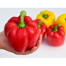 달큼하고 아삭한 산지직송 신선한 파프리카, 1개, 1kg