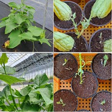 품질 좋은 차요테 모종(포트), 2개, 3kg