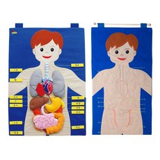 신체기관 교육차트(한글) 교육장난감 유아교구 tab+00551QH