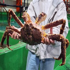 탱글탱글 특품 러시아 킹크랩 자숙 레드 블루 브라운 수율보장, 1개, 특품 러시아 킹크랩 자숙 3.5kg