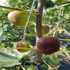 [정품] 일등농수산 국내산 겨울 무화과, 1개, 1.6kg내외 (18~30입/4-6팩)