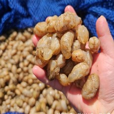 [특가]마산 진동 제철 참 손질 미더덕 오만둥이 생물 냉동 1kg 횟감 자연산 당일조업, 1개, 오만둥이 3kg내외