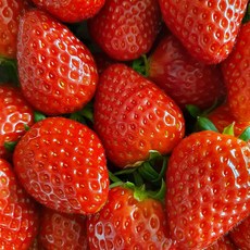 프리미엄 설향 딸기 난좌포장 고당도 신선한 국산 생딸기, 350g 한입과(24과), 1개, 한입과 350g (24과)