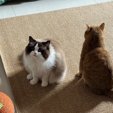 미스터댕댕 스크래쳐 고양이 논슬립 카페트 특대형 화장실 매트, 브라운, 1개