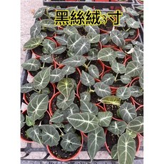 霏霏園藝黑絲絨觀音蓮特價 3寸盆栽 株型優美 容易照顧 點綴您的生活空間