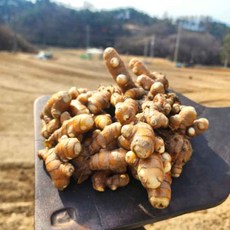 국내산 경북 산지발송 흙생울금(비세척) 1kg, 1개