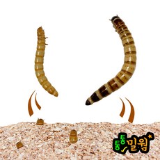 통통 극소밀웜 0.3~0.8cm 150마리(1팩), 370mg, 1개