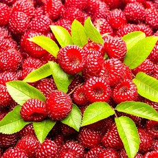 GC2511 국내산 다진마늘, 1개, 250g