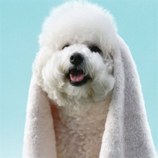 [프랭킷] 흡수력빠른 흡수력좋은펫타올 강아지드라이타올 반려동물타올, 40x80cm