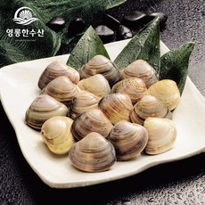 영롱한수산 (무료배송) 봄철 조개의 여왕 활 백합 1kg, 1박스