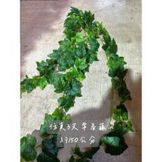 仿真三叉葡萄葉藤蔓 綠色植物裝飾, 1個, 三叉常春藤(白邊)