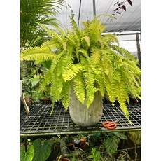 霏霏園藝虎斑升蕨盆栽含盆 適用於居家 咖啡廳 飯店等場所 輕鬆營造綠意空間, 1個