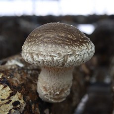 dbfresh 송화고버섯 1kg 생산자 당일수확 농장직송, 1개, 02.송화고버섯 [고급형] 1kg