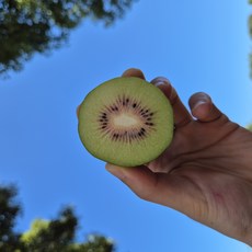 [산지직송 꿀 과당]제주 천연 루비 고당도 프리미엄 레드키위 2kg 3kg, 1박스, 2kg (중과)