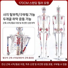 전신 뼈모형 뼈골격 교육 포함 해골 모형 신체 해부 뼈대 (1), 170cm 양측 착색
