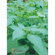 野菜部屋 烏甜子種子 100公克 (約270000粒) 龍葵 耐熱 抗乾旱 耐寒, 1包