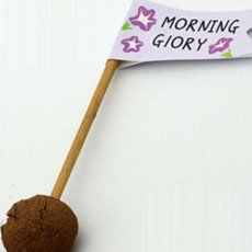 모닝글로리 나팔꽃 씨앗 가드닝 키우기 씨드볼 재배 키트 세트, 본상품