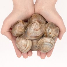 훈훈수산 백상합 1kg (17-20미), 1개