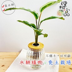 理想小品 青蓮竹芋 玻璃水耕盆栽, 1個, 青蓮竹芋+玻璃花瓣胖胖瓶