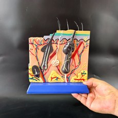 두피 모발 모형 피부과 피부조직 조직 SF 소품 모근 교육 50배, D. 50개 블루 시트 설명서