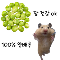 동결건조 방울 양배추 강아지 햄스터 고양이 유산균 간식 동결건조간식, 1개, 5g, 방울양배추 동결건조