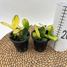 단정학 미니 석곡 동양란 x 2개발송 난초 다이노플라워, 1세트