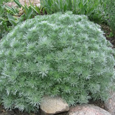 은쑥 [4포트] (복남이네야생화 Artemisia schmidtiana Maxim), 4개
