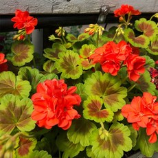 어린모종 제라늄 8cm분 56종, 조날23 오콜드쉴드, 1개