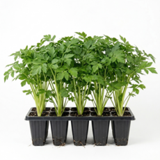 국내산 돌미나리 모종 키우기, 5개