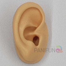 실리콘귀모형 오른쪽 인체모형 피규어모형 교육기자재 보건교육 교육모형 eso+5629fj
