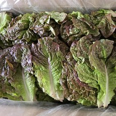 통째로팜 국내산 적상추 4kg (특), 1박스