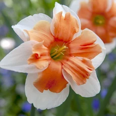 [오늘의정원] 수선화 구근 일렉트러스 2구 1세트 추식 노지월동 구근, 1개