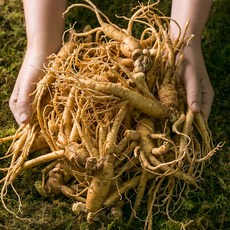 흙 묻은 난발삼 콩콩 인삼 명절 선물, 200g