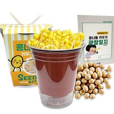 두두엠 콩나물 키우기 (관찰일지포함)/189874/재배 기르기