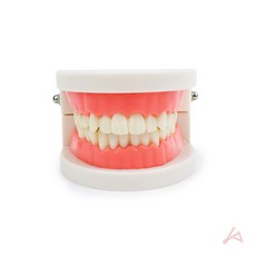 치아교정 실습 도구 실습도구