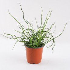 갑조네 스프링골풀 공기정화식물 플랜테리어 반려식물, 1개